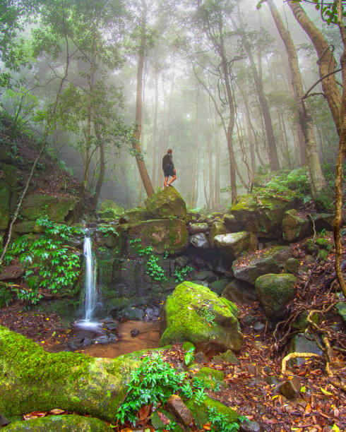 один человек, стоящий в тропическом лесу с красивыми зелеными пейзажами и туманной атмосферой - tropical rainforest waterfall rainforest australia стоковые фото и изображения