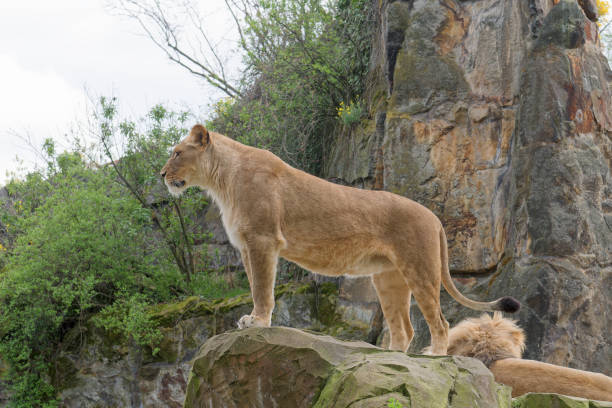 istock Lioness on a ledge of a stone rock. 1495909512