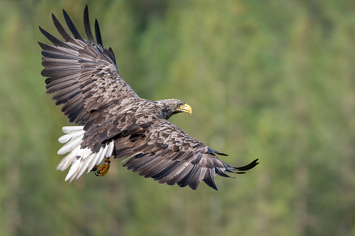 a white tailed eagle in flight with the forest in the background in northern finland near kumho