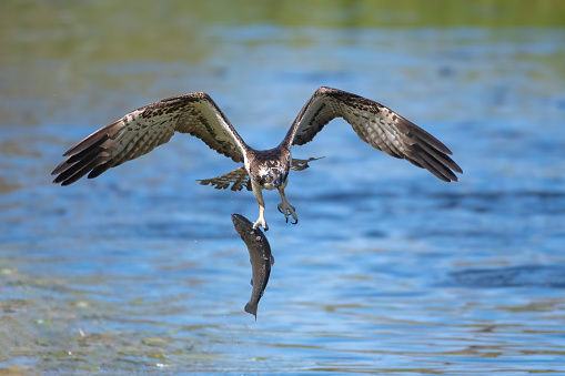 An osprey on the hunt, in flight with a fish caught in a lake in northern finland near Kuusamo - Finland