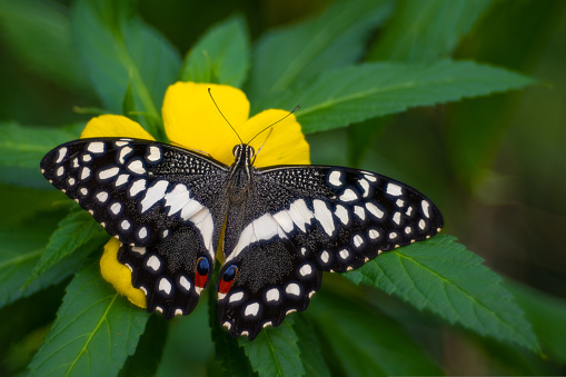 Papilio demoleus, Vintage lens Trioplan 100 2.8. High quality photo