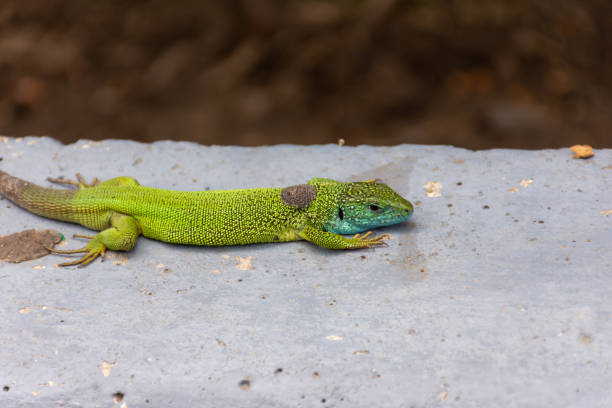 istock A small lizard with a very beautiful color runs on a stone 1495913568
