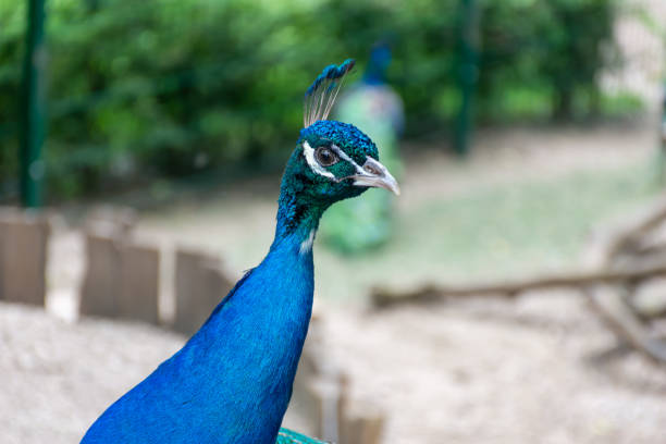 istock Beautiful peacock with an unusual color 1495913784