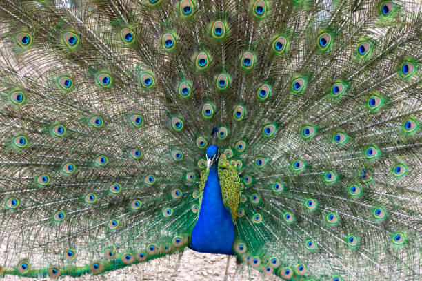 istock The peacock shows its beautiful tail with multi-colored feathers 1495913880