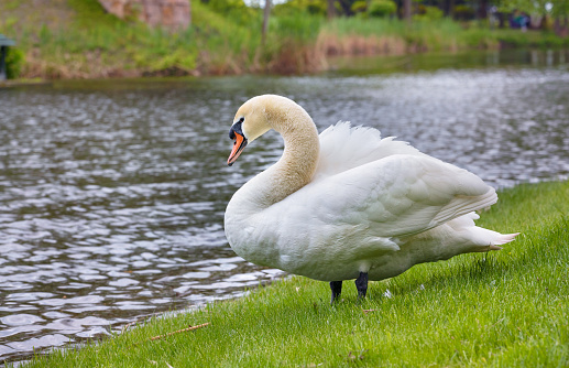 Portrait of a beautiful adult white swan with an orange beak and a curved neck walking on a green lawn along the shore of a pond on a summer day. Close-up. Copy space.