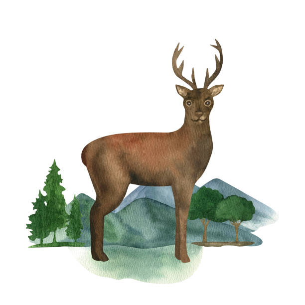 istock Hand drawn watercolor standing brown deer on forest. Realistic animal on green landscape. 1495916899