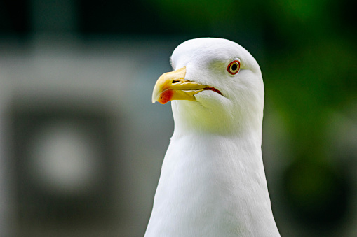 A close up portrait image of a seagull looking towards the camera