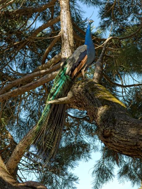 istock Male peacock up in the sequoia branches 1495917280