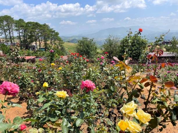 istock Roses blooming in the garden 1495918643