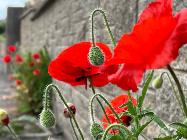 istock Close up of poppies 1495918847