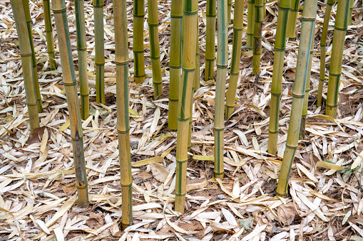 winter black bamboo