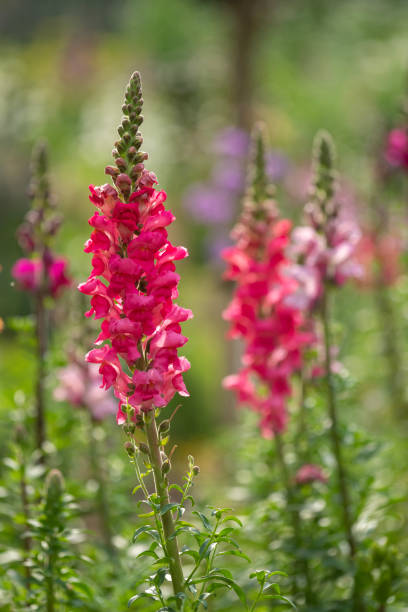 Lupine in garden