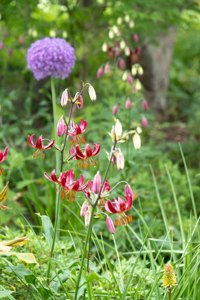 istock Ornamental onion in garden 1495919305