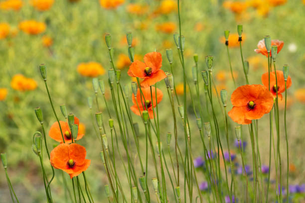 Poppy in garden