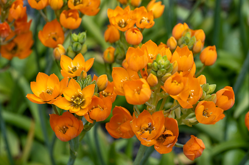 Sun Star flowers