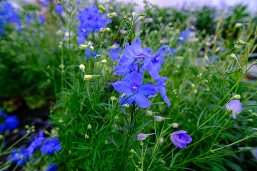 Flower plants in pots. Flowers in a modern greenhouse. Greenhouses for growing flowers. Floriculture industry. Ecological farm. Family business.