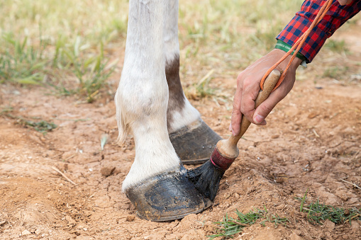 Woman preparing a horse for a ride, brushing his hoof to remove sand from the arena