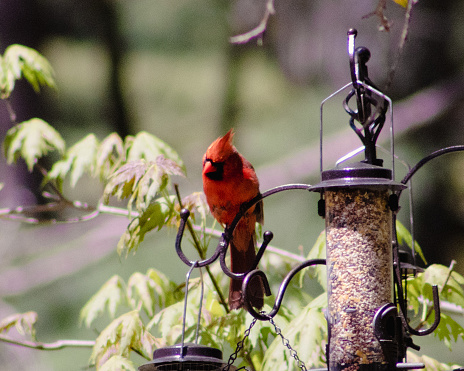 Cardinal perched on a feeder