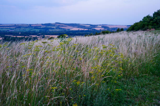istock View of tall grass with seed heads in a field 1495922710