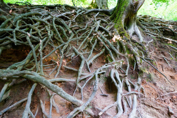 istock Close up of exposed tree roots 1495922722