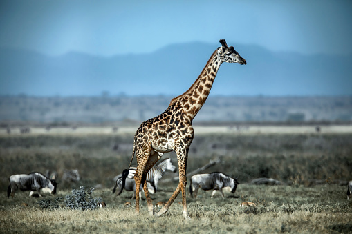 A lone giraffe walking among zebras and other animals, Amboseli National Park in the east African country of Kenya.