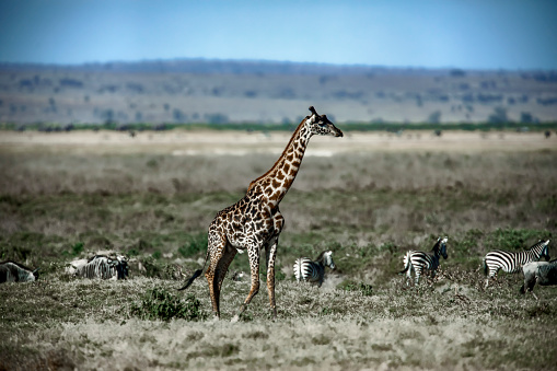 A lone giraffe walking among zebras, Amboseli National Park in the east African country of Kenya.