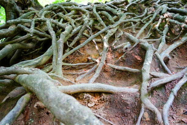 istock Close up of exposed tree roots 1495922773