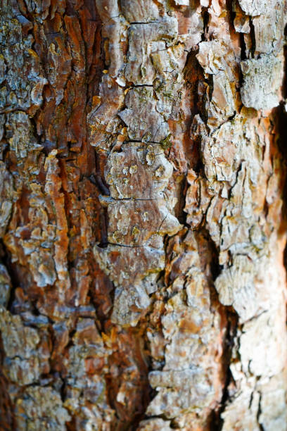 istock Close up of pine tree bark on a tree trunk 1495922817