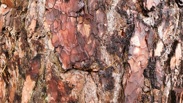 istock Close up of pine tree bark on a tree trunk 1495922844