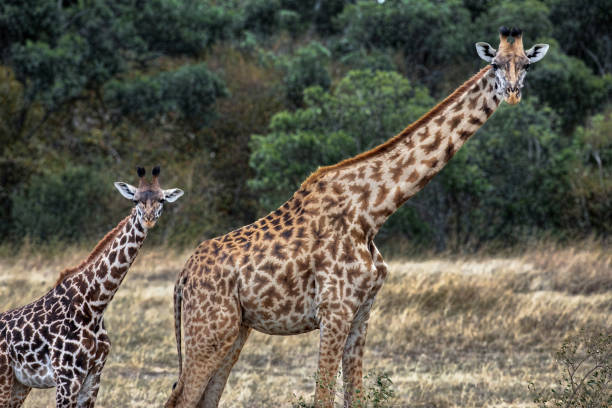 istock Giraffe Mother and Baby at Maasai Mara 1495922871