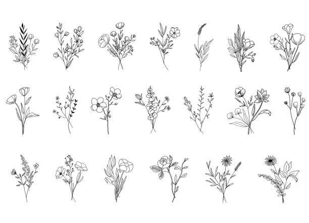 botanische abstrakte strichzeichnungen, handgezeichnete kräutersträuße, blumen, blätter und zweige, vektorillustration - wildflower stock-grafiken, -clipart, -cartoons und -symbole