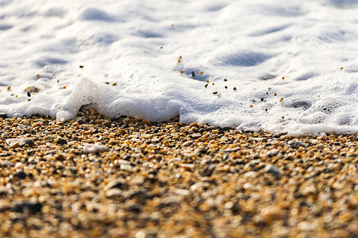 Open shell on sandy beach by the sea close-up. Shallow DOF!