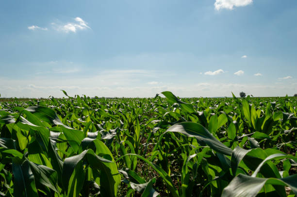 istock Green cornfield against a clear sky 1495924756