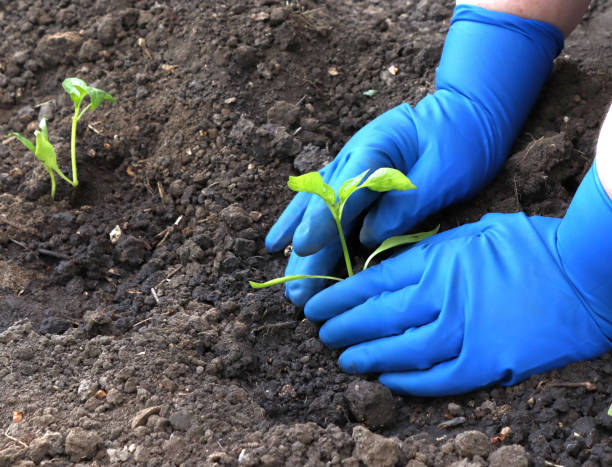 istock Image of hands in gloves planting seedlings. 1495924907
