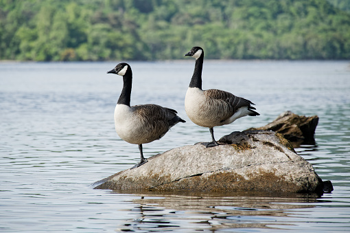 Canada geese pair together at Loch Lomond in Scotland UK