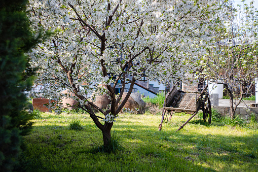 Georgian farm landscape with blooming cherry trees and old wooden dray