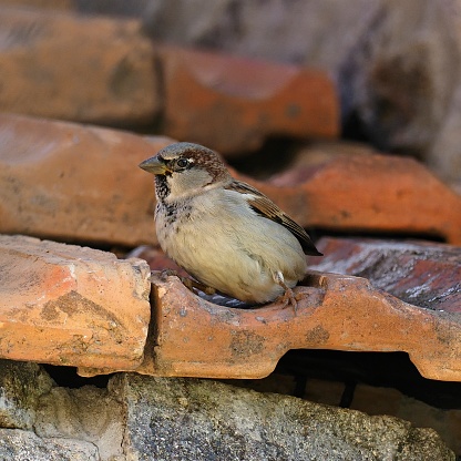 An adult male House Sparrow (Passer domesticus) rests on a farmhouse roof in central Chile. This species was originally from Europe but has spread worldwide, sometimes as a result of the deliberate introduction by emigrating humans. As in Europe, the species likes to remain near human habitations and often nests in cracks and loose fittings around buildings.