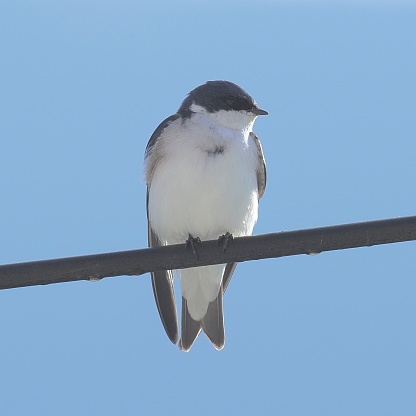 An adult Chilean Swallow (Tachycineta meyeni) rests on a garden fence in central Chile. This is the only species of swallow that is regularly resident in Chile and, like the European House Martin, will often choose human structures to anchor its next.