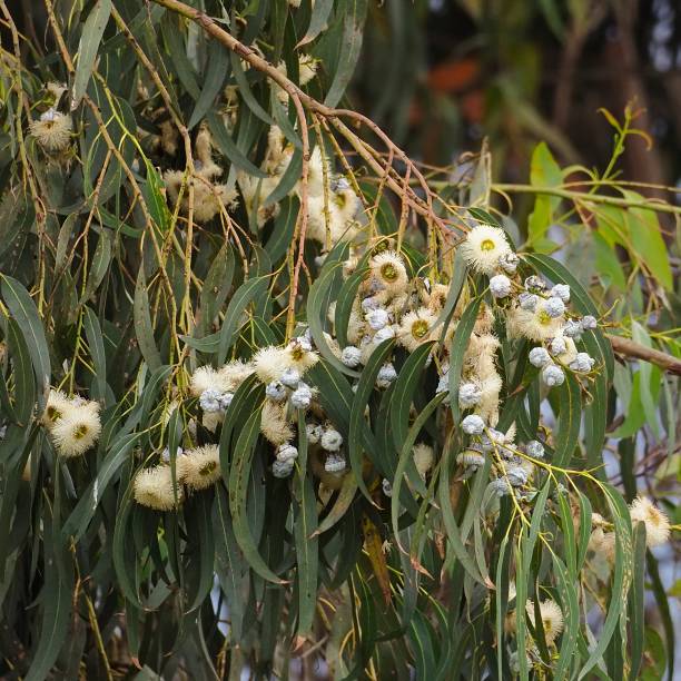weiße blüten des eingeführten blue gum, der in zentralchile wächst - bluegum tree stock-fotos und bilder