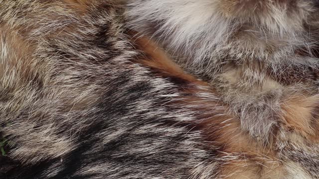 fur coat from pieces of fur of different animals as a background closeup
