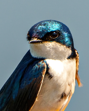 Swallow head close-up with a blue sky background in its environment and habitat surrounding.  Head shot.