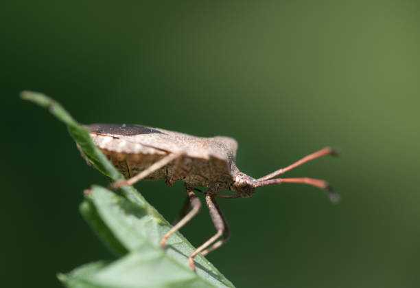 Close-up side view of a brown leaf bug sitting on a leaf. The background is green in Germany