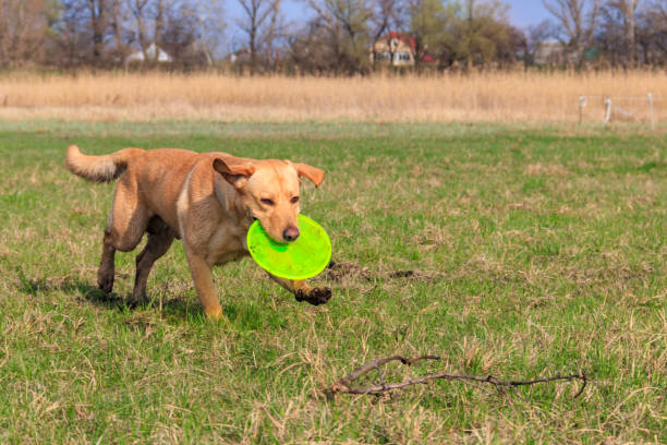 istock Cute Labrador retriever dog playing with flying disc on a meadow 1495929111