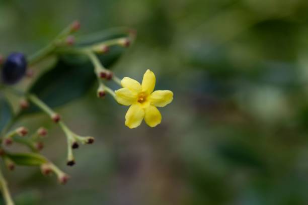 Flower of a yellow jasmine, Jasminum odoratissimum Flower of a yellow jasmine, Jasminum odoratissimum, a species from the Canary Islands. gelsemium sempervirens stock pictures, royalty-free photos & images