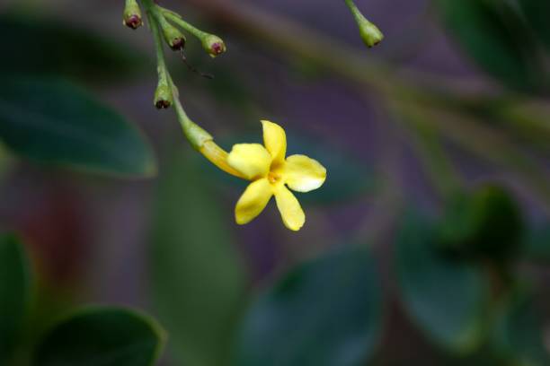 Flower of a yellow jasmine, Jasminum odoratissimum Flower of a yellow jasmine, Jasminum odoratissimum, a species from the Canary Islands. gelsemium sempervirens stock pictures, royalty-free photos & images