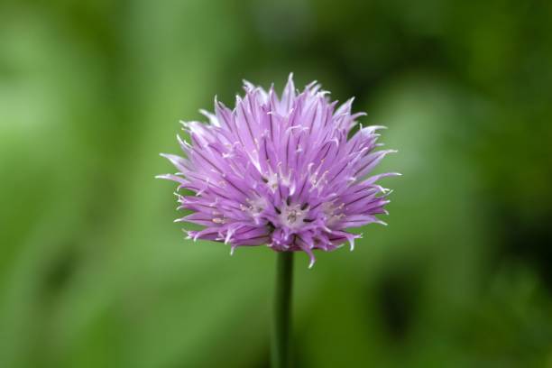 Flower of the wild onion species Allium ledebourianum Flower of the wild onion species Allium ledebourianum, from Central Asia. chives allium schoenoprasum purple flowers and leaves stock pictures, royalty-free photos & images