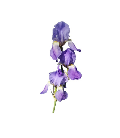 Iris light violet flower with leaves close-up, cutout with clipping path object on the white background, floral element of design, decor