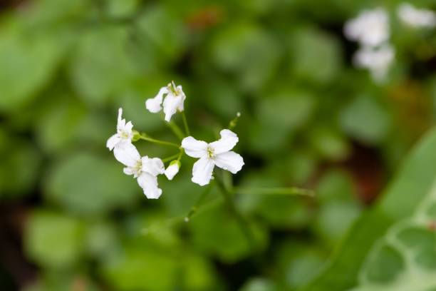 istock Trefoil cress, Cardamine trifolia 1495932085
