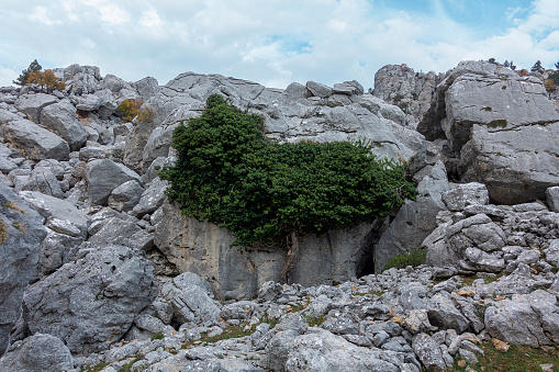 a single Tree growing on a rocky area