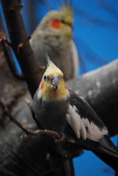 istock Zoo Animal | Birds 1495932655